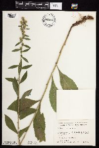 Solidago hispida image