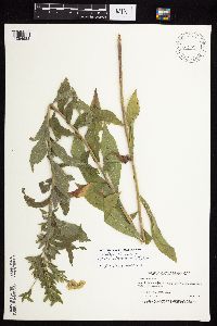 Solidago altissima gilvocanescens image