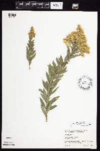 Solidago altissima gilvocanescens image