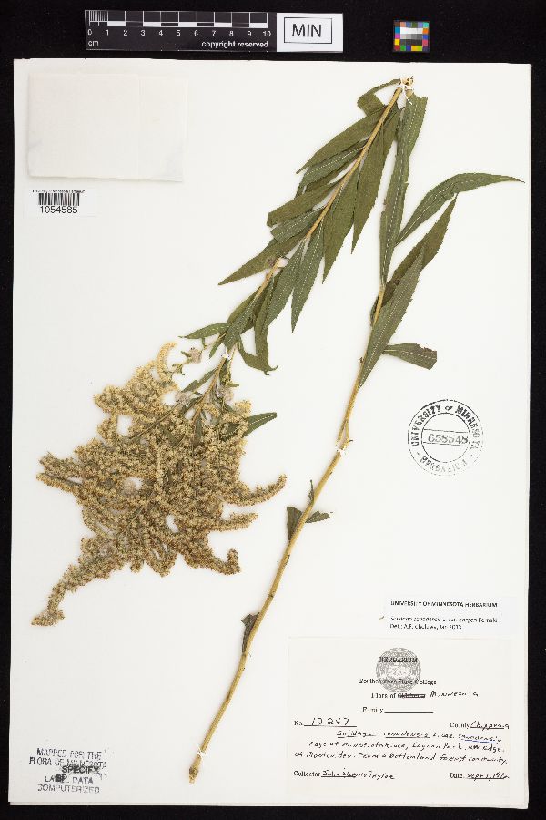 Solidago canadensis var. hargeri image