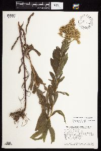 Solidago canadensis var. hargeri image
