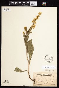 Solidago jejunifolia image