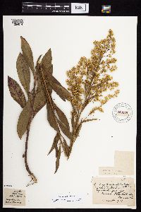 Solidago jejunifolia image