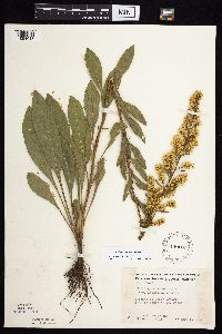 Solidago jejunifolia image