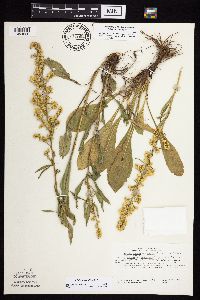Solidago jejunifolia image