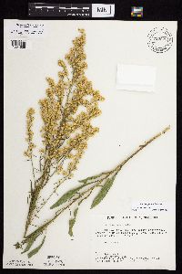 Solidago jejunifolia image