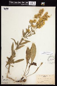 Solidago jejunifolia image