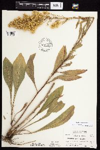 Solidago jejunifolia image