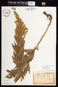 Solidago lepida image