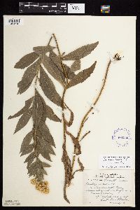 Solidago lepida image