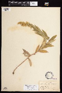 Solidago lepida image