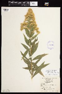 Solidago lepida image