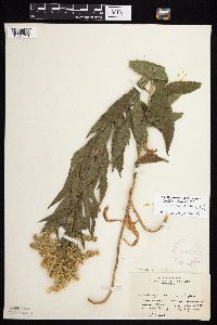 Solidago lepida image
