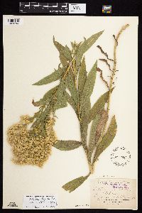 Solidago lepida image