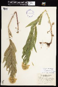 Solidago lepida image