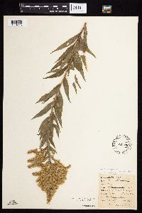 Solidago altissima gilvocanescens image