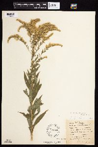 Solidago altissima gilvocanescens image