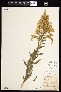 Solidago altissima gilvocanescens image
