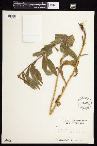 Solidago lepida image