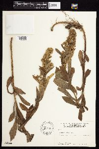 Solidago lepida image