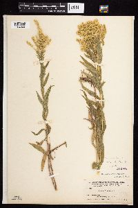 Solidago lepida image