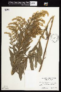 Solidago lepida image