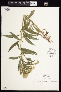 Solidago lepida image
