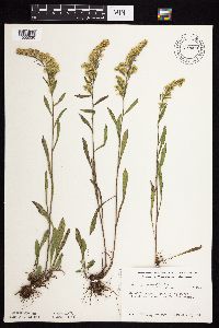 Solidago nemoralis subsp. decemflora image