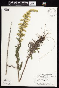 Solidago nemoralis image