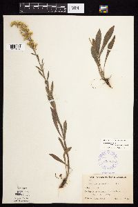 Solidago nemoralis subsp. decemflora image