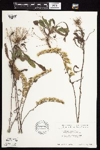 Solidago nemoralis subsp. decemflora image