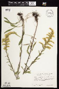 Solidago nemoralis subsp. decemflora image