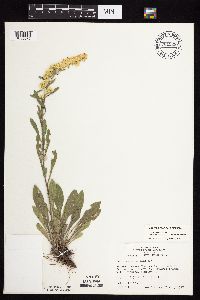 Solidago nemoralis subsp. decemflora image