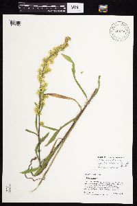 Solidago nemoralis subsp. decemflora image
