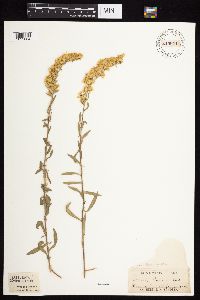Solidago nemoralis subsp. decemflora image