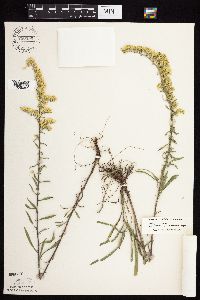 Solidago nemoralis subsp. decemflora image