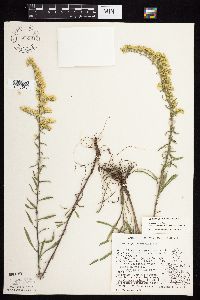 Solidago nemoralis subsp. decemflora image