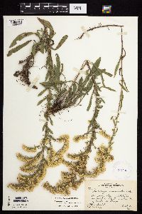 Solidago nemoralis subsp. decemflora image