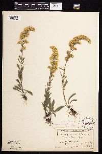 Solidago nemoralis subsp. decemflora image
