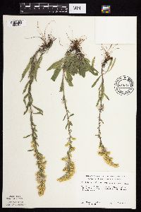 Solidago nemoralis image