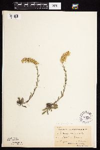 Solidago nemoralis subsp. decemflora image