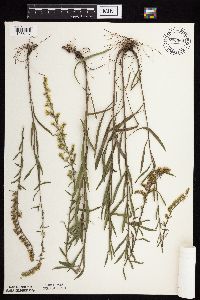 Solidago nemoralis subsp. decemflora image