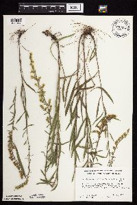 Solidago nemoralis subsp. decemflora image