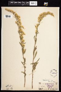 Solidago nemoralis image