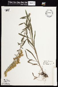 Solidago nemoralis subsp. decemflora image