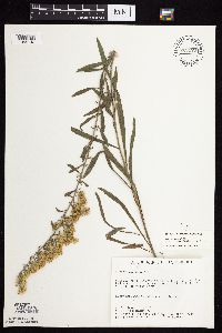 Solidago nemoralis subsp. decemflora image