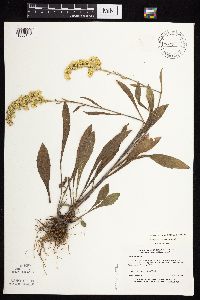 Solidago nemoralis subsp. nemoralis image
