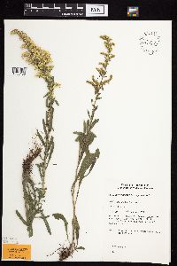 Solidago nemoralis image