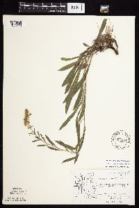 Solidago nemoralis image