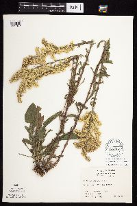 Solidago nemoralis subsp. nemoralis image